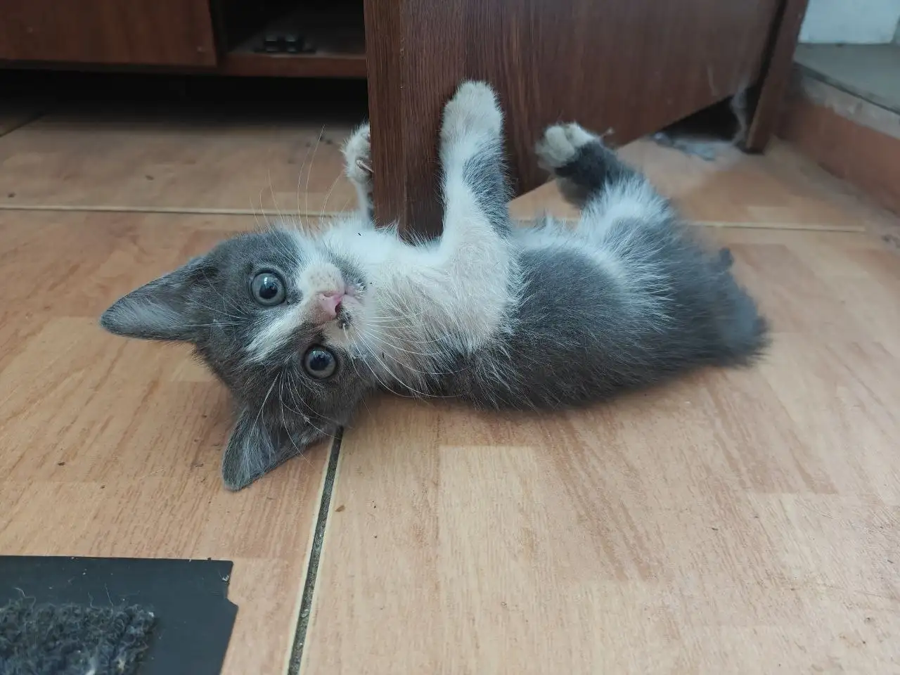 Котенок мальчик ищет дом - Кошки (Животные) в Энгельс
