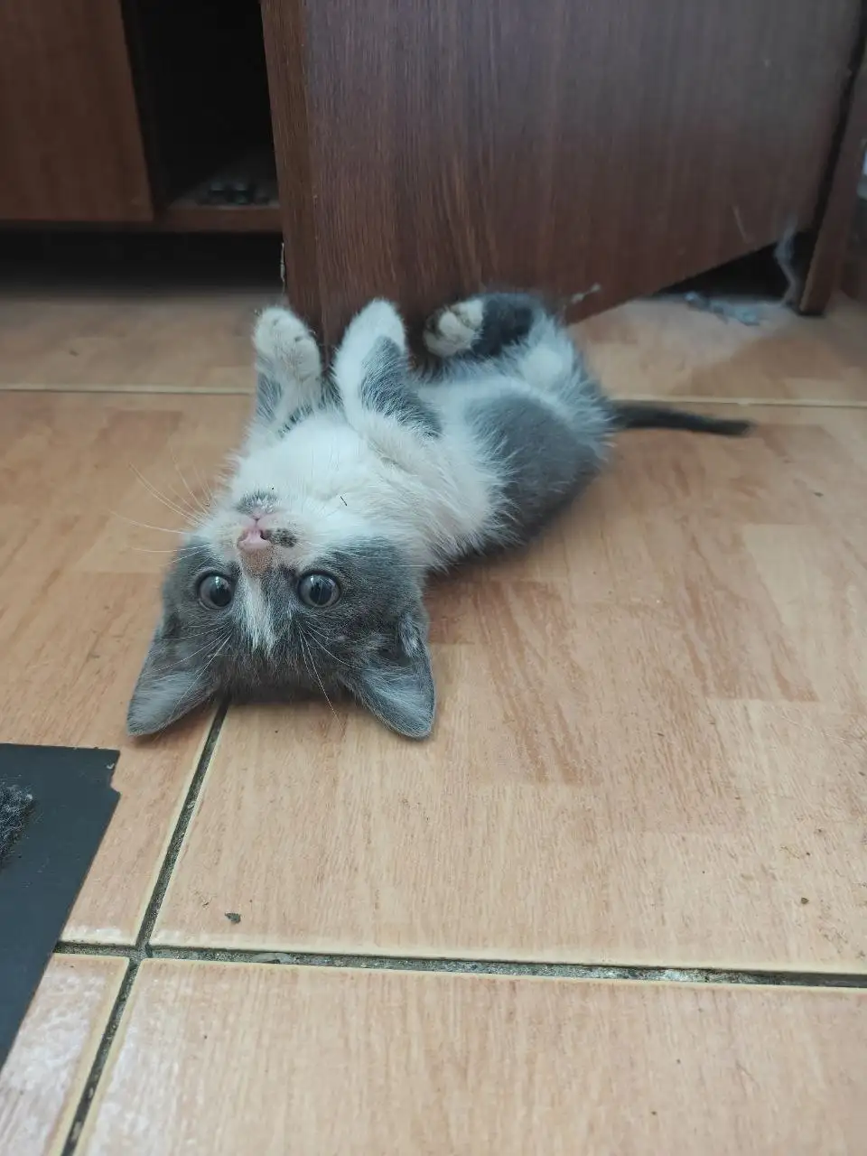 Котенок мальчик ищет дом - Кошки (Животные) в Энгельс