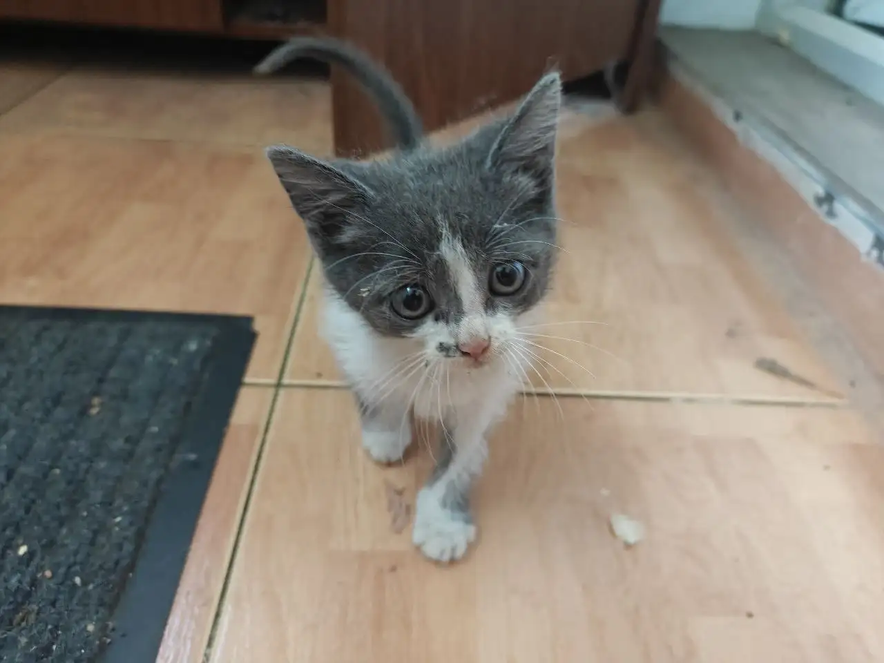 Котенок мальчик ищет дом - Кошки (Животные) в Энгельс