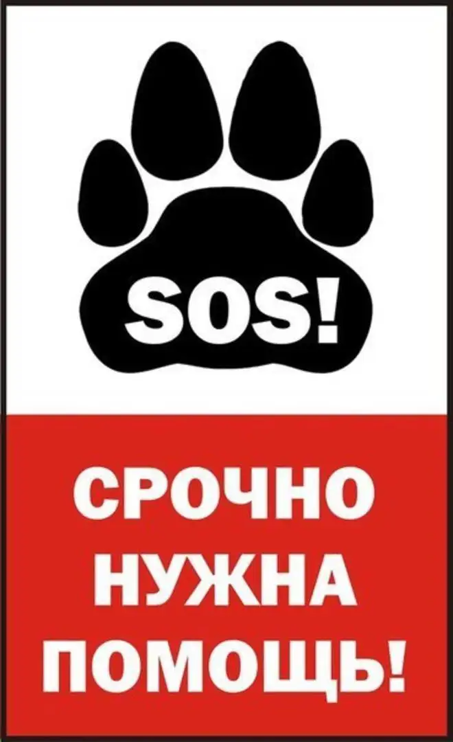Помощь собаке на развилке Волжские дали - Потеряшки (Животные) в Саратов
