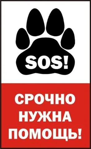 Помощь собаке на развилке Волжские дали - Потеряшки в Саратов
