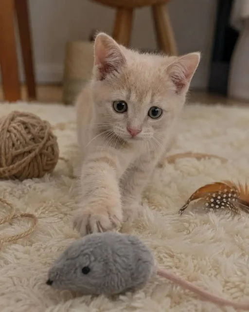 Котенок Персик ищет дом - Животные в Саратов