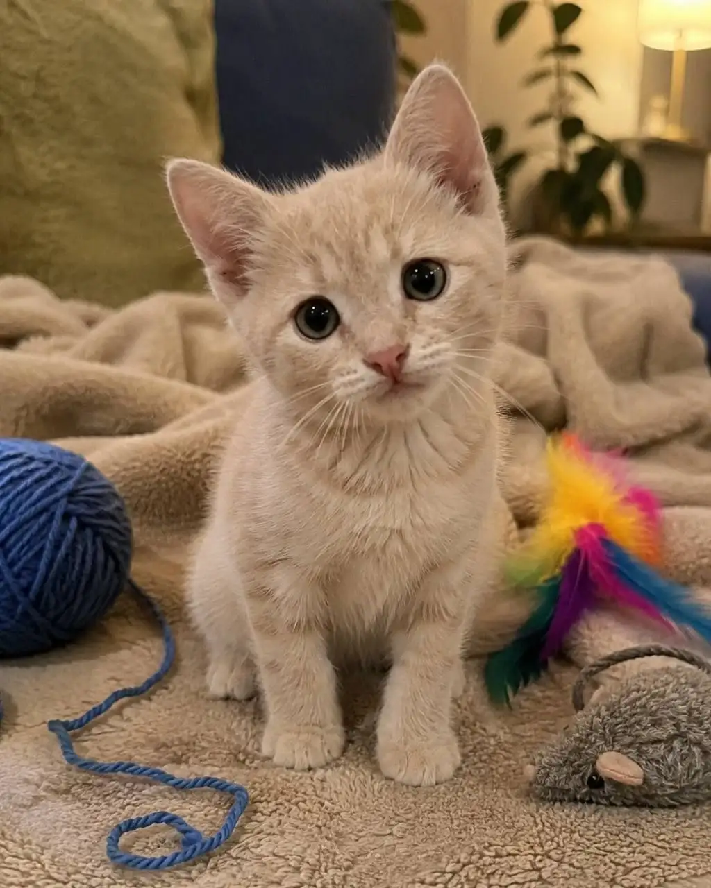 Котенок Персик ищет дом - Животные в Саратов