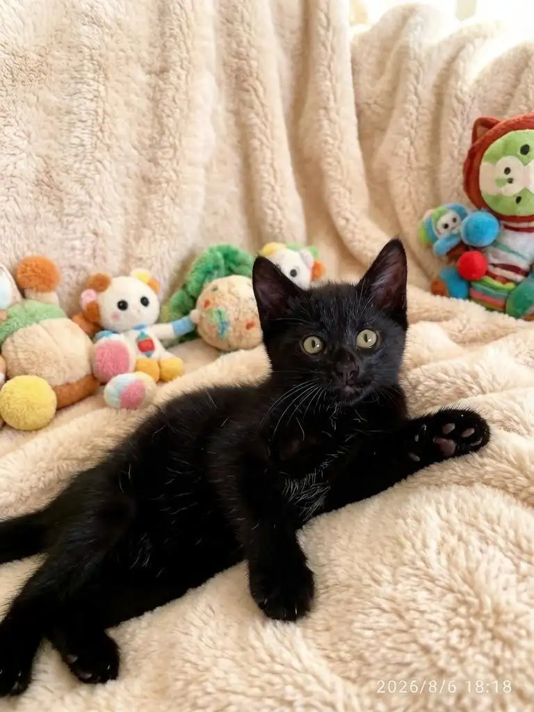 Котенок Локи ищет дом - Кошки (Животные) в Саратов