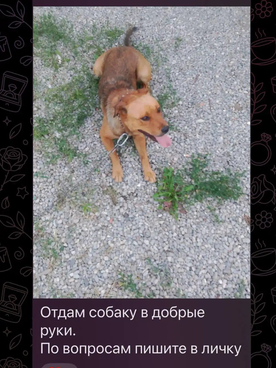 Отдам в добрые руки породистую собаку - Собаки (Животные) в Саратов