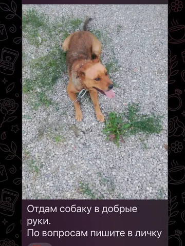 Отдам в добрые руки породистую собаку - Собаки в Саратов