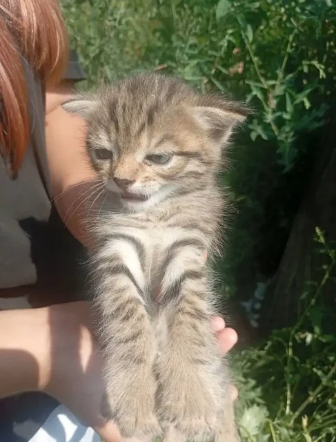 Срочно! Котята в бедственном положении в Энгельсе - частное объявление в Энгельс