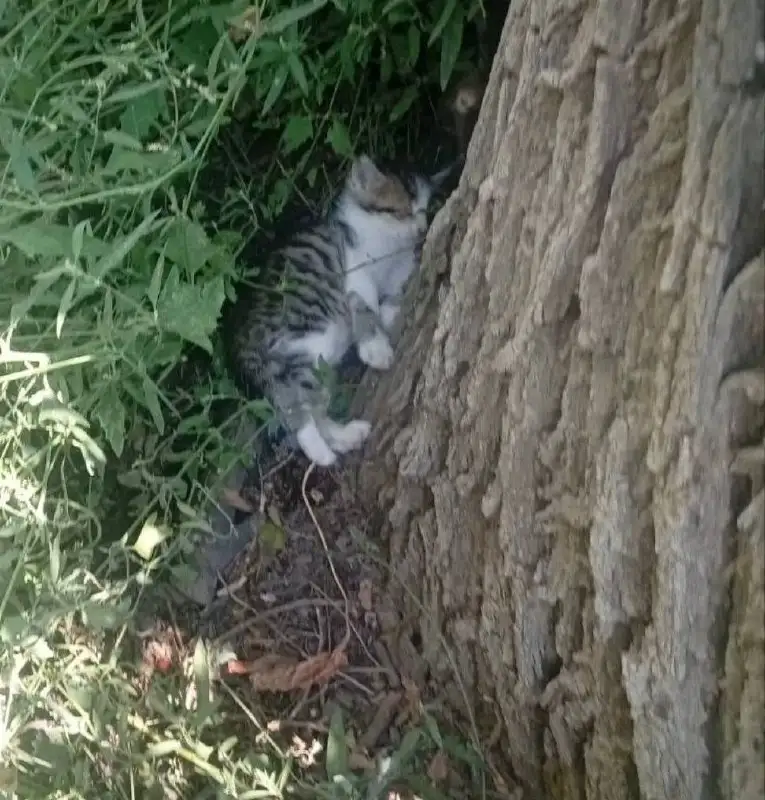 Срочно! Котята в бедственном положении в Энгельсе - Кошки (Животные) в Энгельс