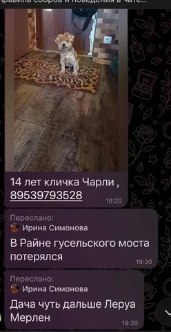Потерялся пожилой йоркширский терьер в Юбилейном - Потеряшки в Саратов