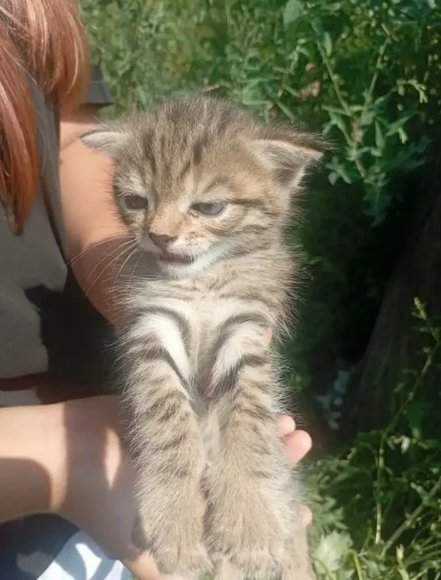 Срочно! Котята без матери в Энгельсе - частное объявление в Энгельс