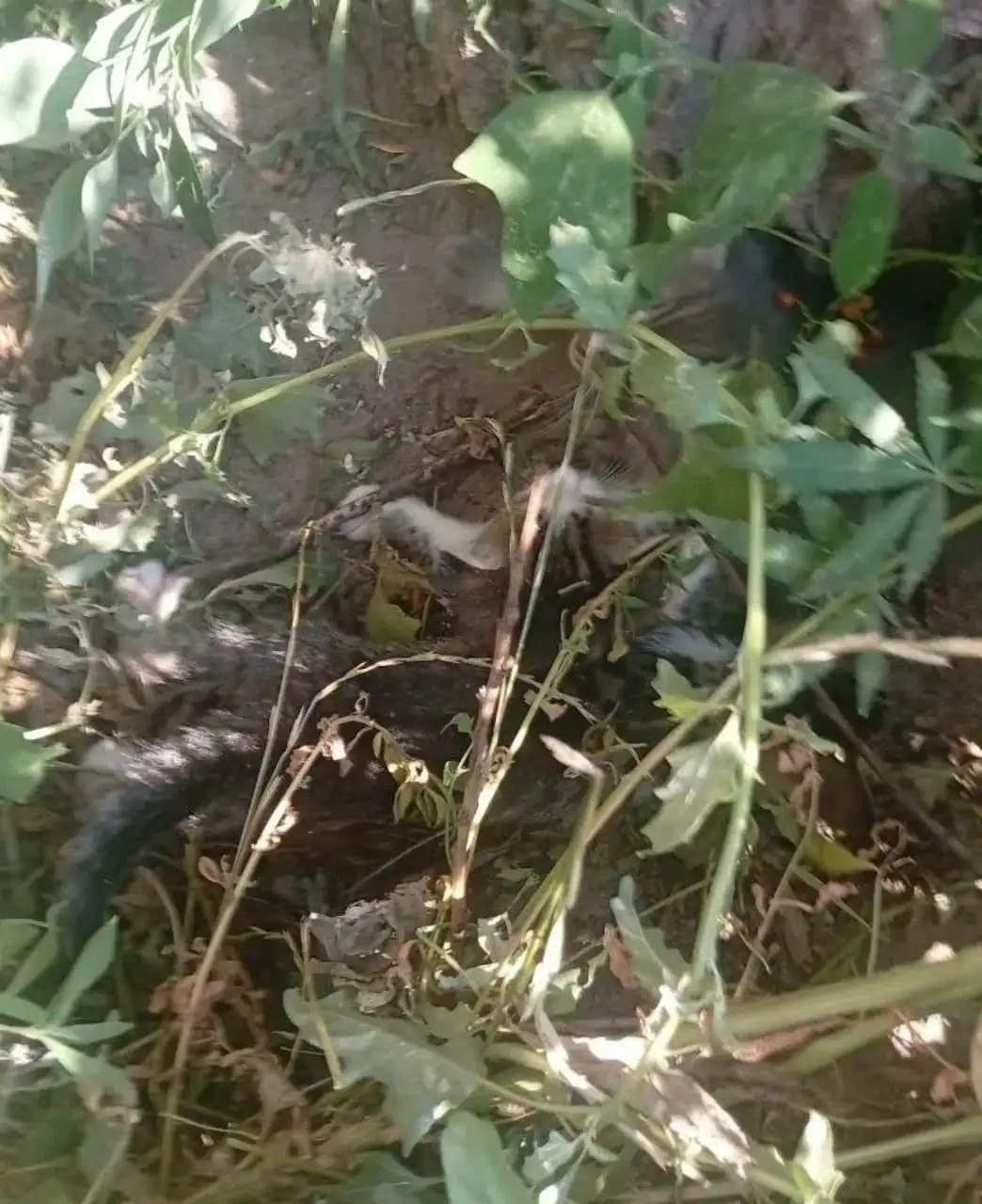 Срочно! Котята без матери в Энгельсе - Кошки (Животные) в Энгельс