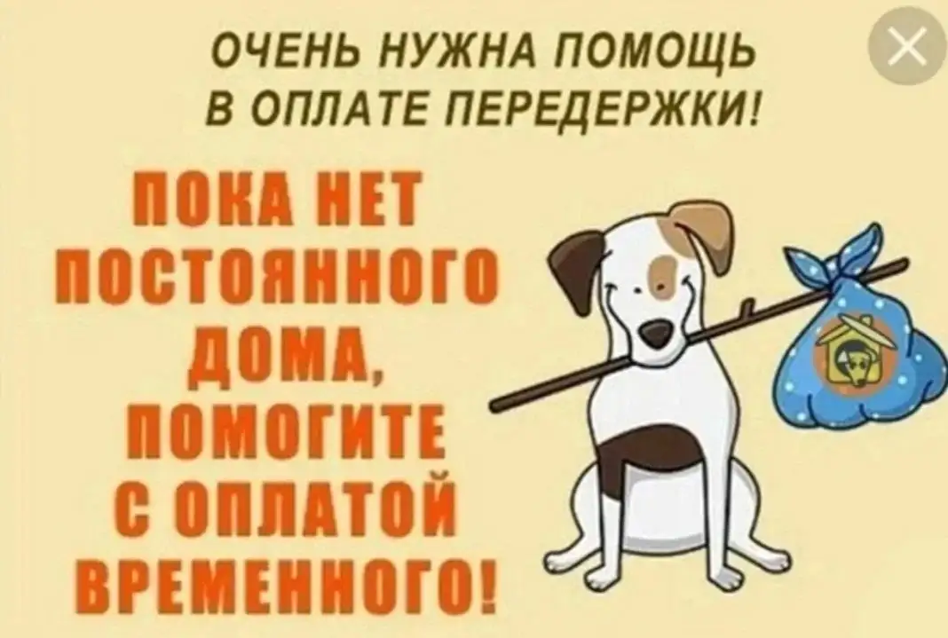 СРОЧНЫЙ СБОР НА ПЕРЕДЕРЖКУ БОРОДАЧЕЙ И ЛЕИ - Благотворительность (Животные) в Саратов