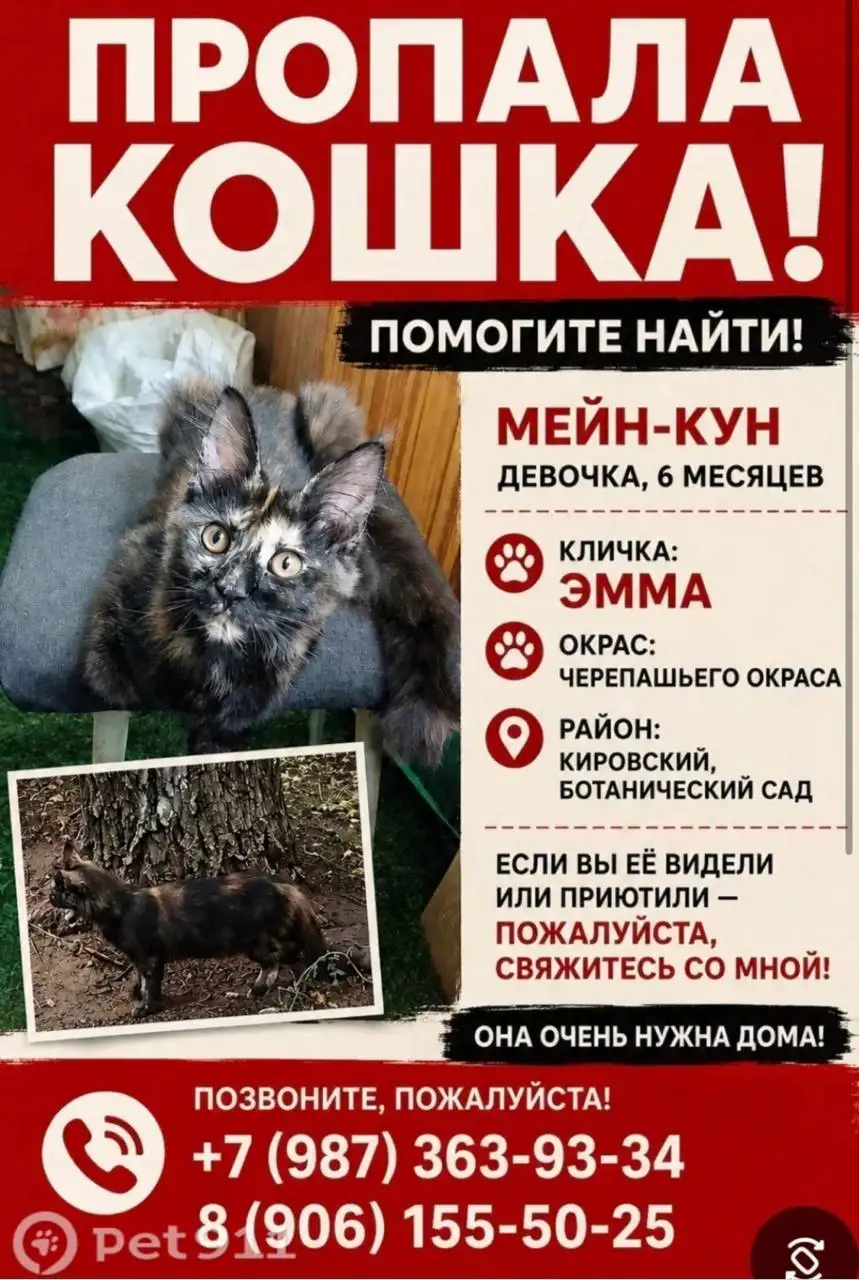 Потерялась кошка мейнкун черепахового окраса в Саратове - Потеряшки (Животные) в Саратов