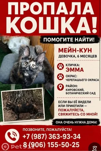 Потерялась кошка мейнкун черепахового окраса в Саратове - Потеряшки в Саратов