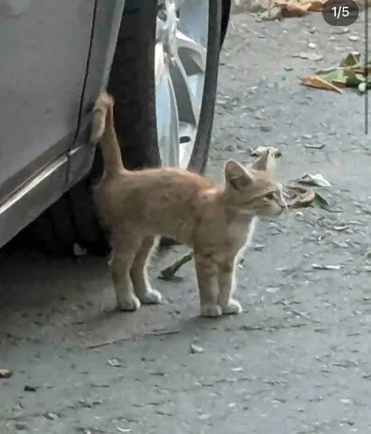 Срочно! Нужна помощь в отлове котёнка в Саратове - Животные в Саратов