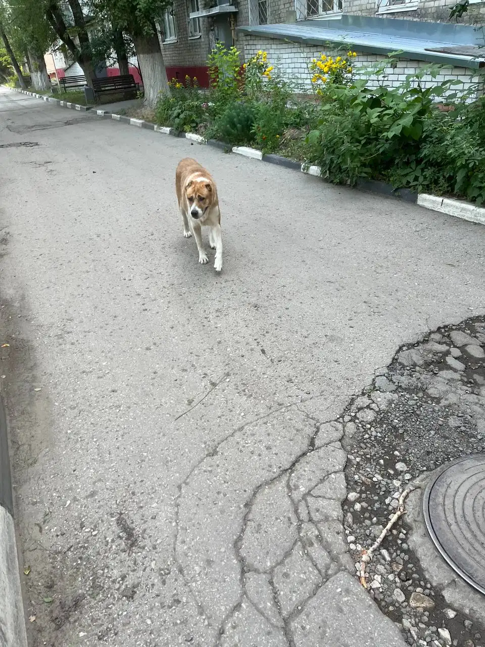 Потерялась собака алабай в Саратове - Потеряшки (Животные) в Саратов