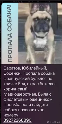 Потеряшка: найдена собака или кошка - Животные в Саратов