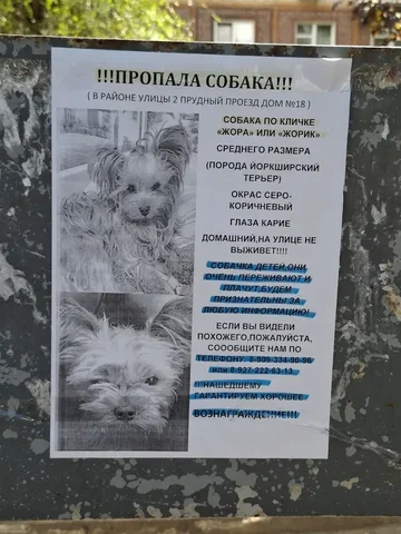 Пропал йоркширский терьер - Животные в Саратов