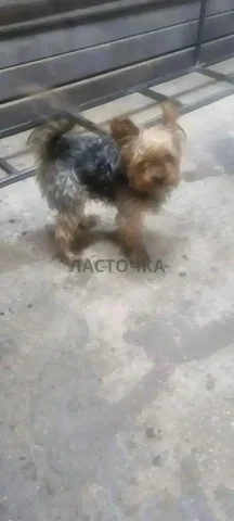 Потерялась собака йорк по кличке Жора в Саратове - Животные в Саратов