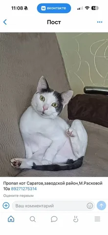 Пропал кот на ул. Марины Расковой - Потеряшки в Саратов