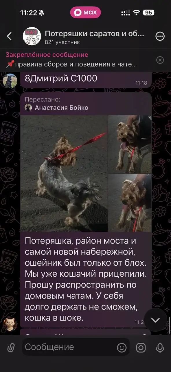 Потеряшка в Максе - Потеряшки (Животные) в Саратов