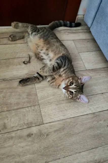 Котенок Томик ищет семью - Животные в Саратов