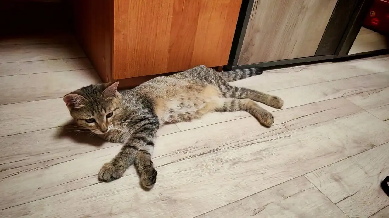 Котенок Томик ищет семью - Кошки (Животные) в Саратов