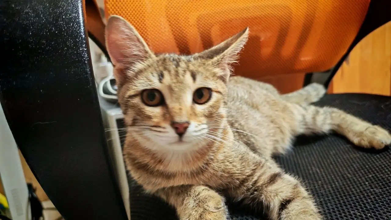 Котенок Томик ищет семью - Кошки (Животные) в Саратов