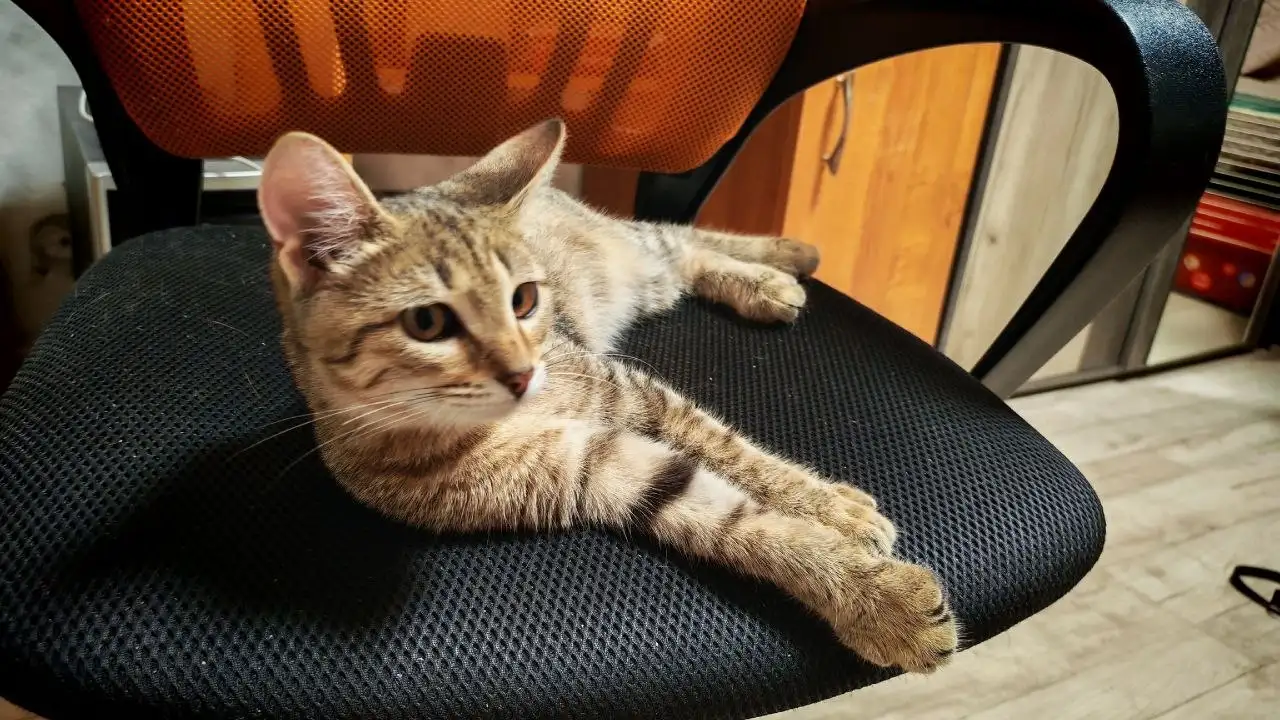 Котенок Томик ищет семью - Кошки (Животные) в Саратов