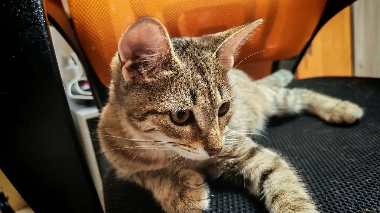 Котенок Томик ищет семью - Кошки (Животные) в Саратов