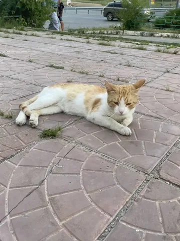 Потерянный рыжий кот в Саратове - Потеряшки в Саратов