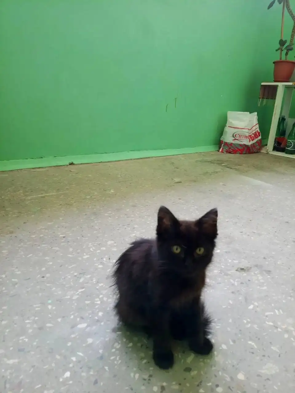Срочно! Котёнок, 2 месяца, ищет дом - Кошки (Животные) в Саратов