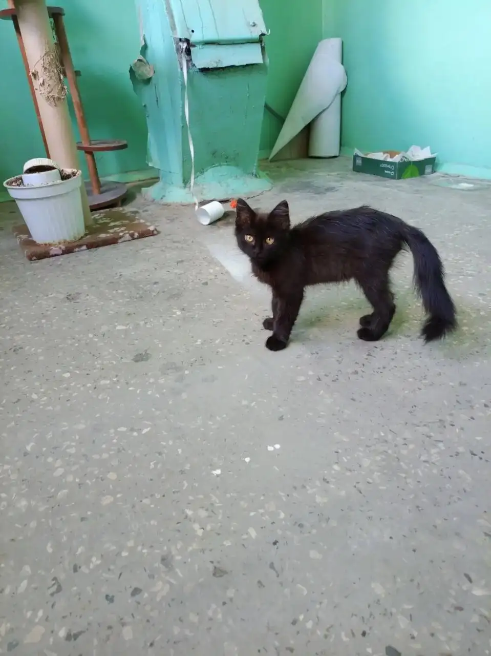 Срочно! Котёнок, 2 месяца, ищет дом - Кошки (Животные) в Саратов