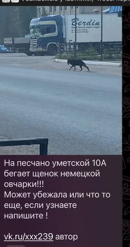 Потерялся щенок немецкой овчарки на Песчано-Уметской 10А - Потеряшки в Саратов