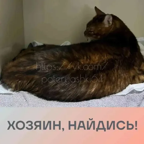 Найден бенгальский кот в Энгельсе - частное объявление в Энгельс