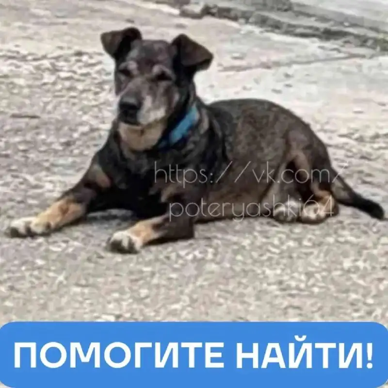 Пропал пёсик Рокс в Энгельсе - Потеряшки (Животные) в Энгельс