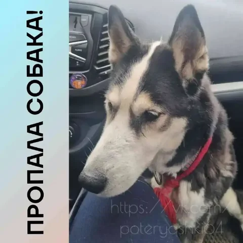 Потерялась собака Дора в Саратове - Потеряшки в Саратов
