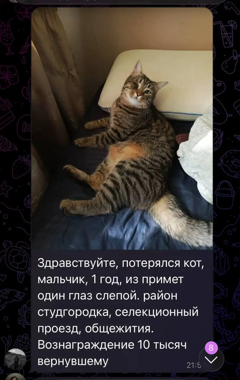 Пропал кот - Животные в Саратов