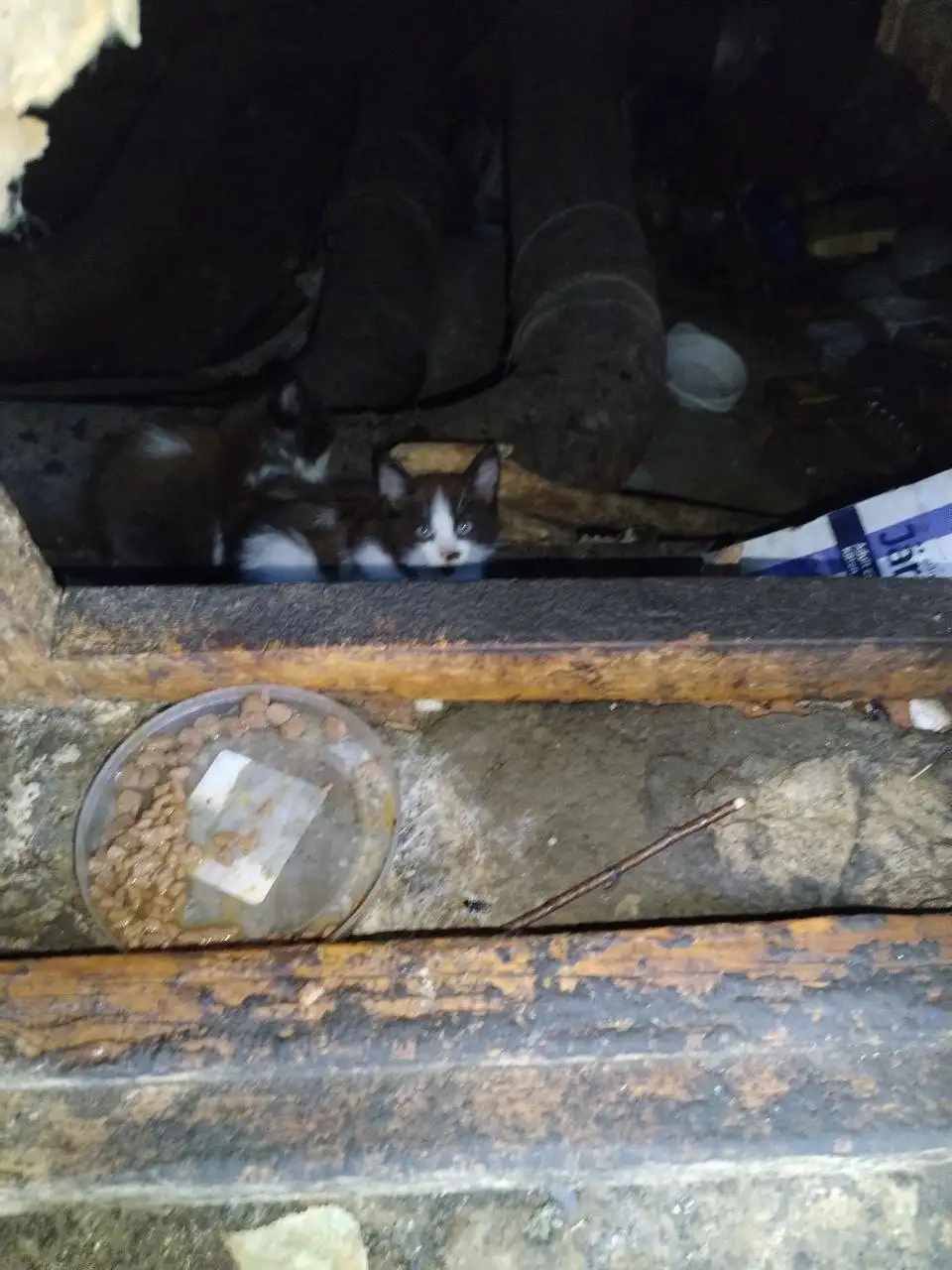 Отдам котят в добрые руки - Кошки (Животные) в Саратов