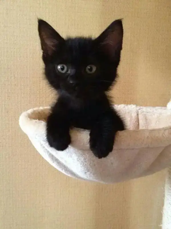 Отдам котенка в добрые руки - Кошки (Животные) в Энгельс