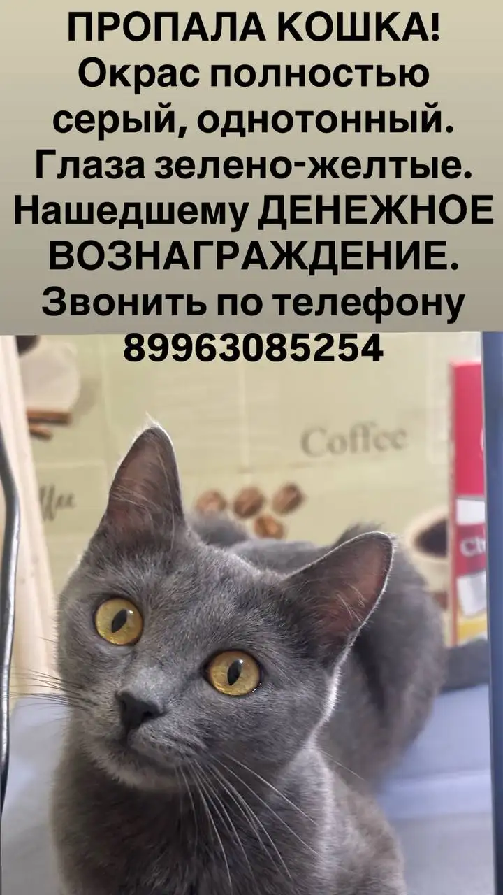 Пропала кошка в Саратове, вознаграждение - Потеряшки (Животные) в Саратов
