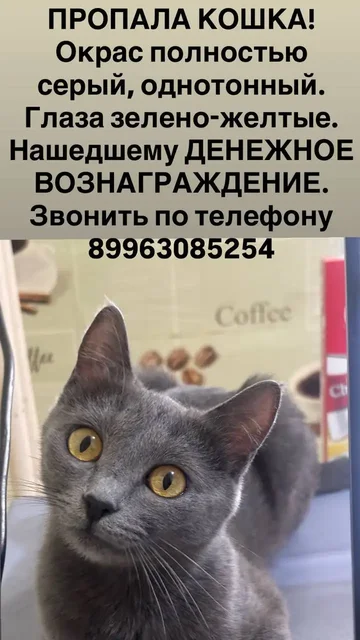 Пропала кошка в Саратове, вознаграждение - Кошки и собаки в Саратов