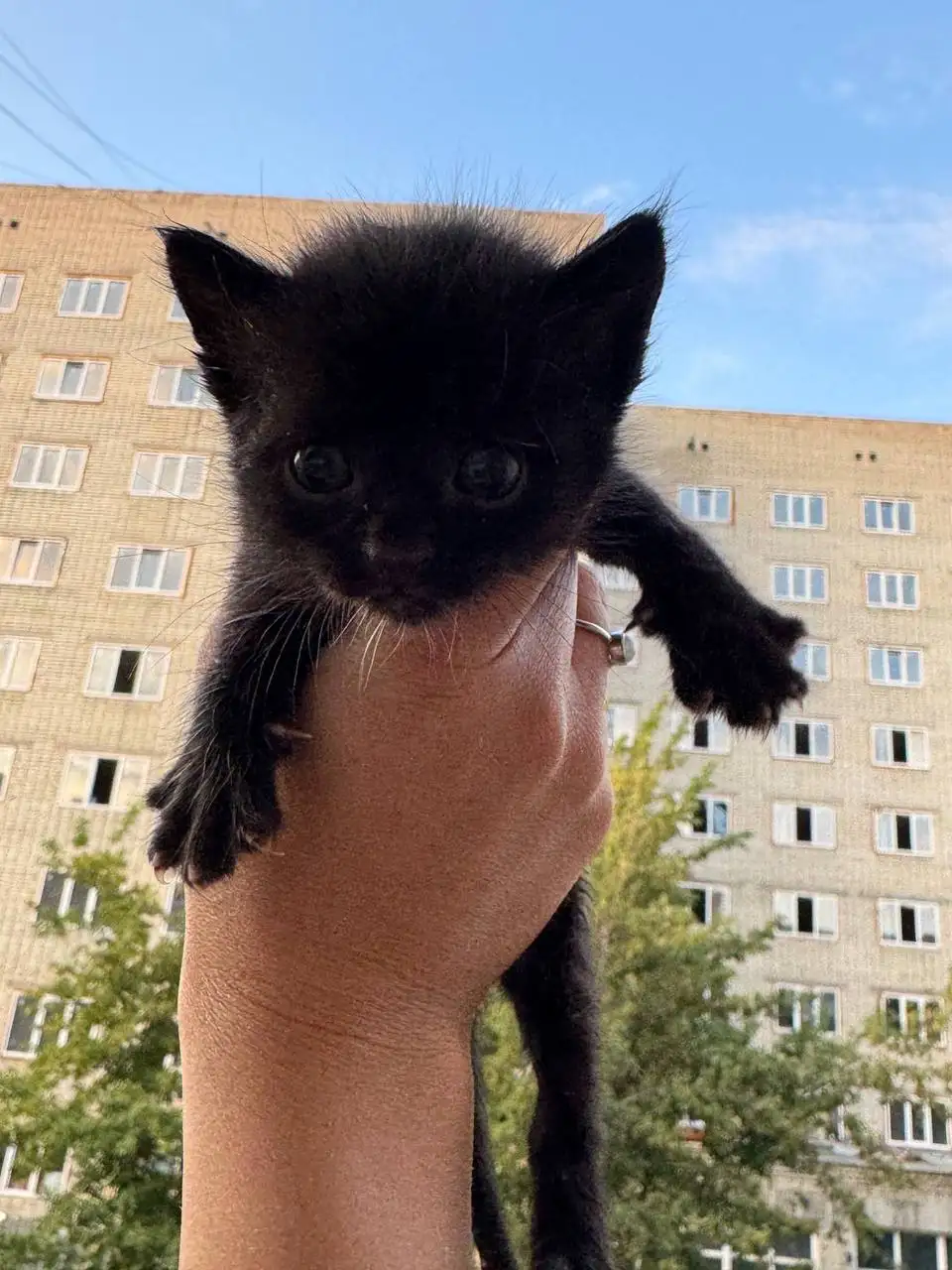 Найдены котята на стройке в Саратове - Кошки (Животные) в Саратов