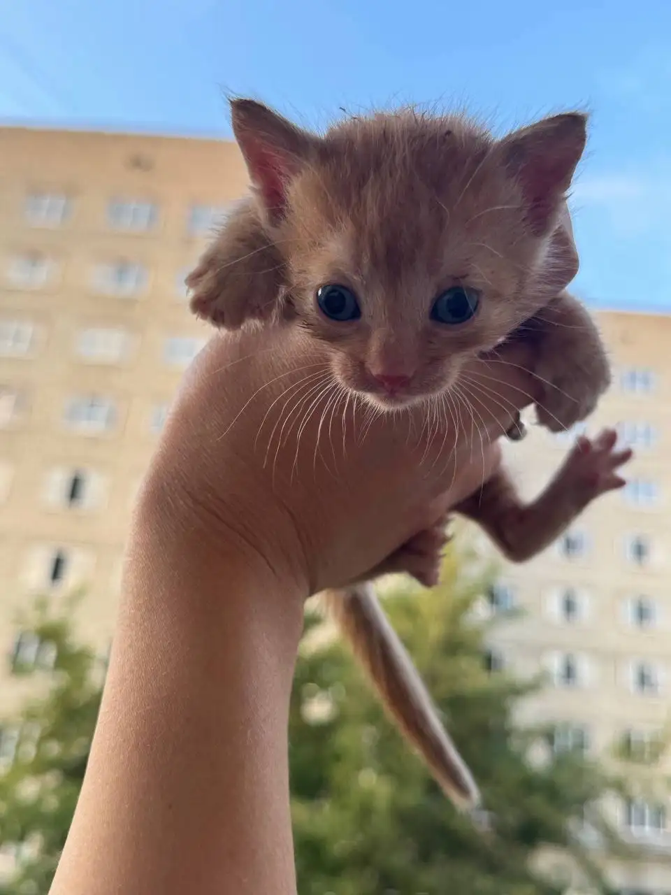 Найдены котята на стройке в Саратове - Кошки (Животные) в Саратов