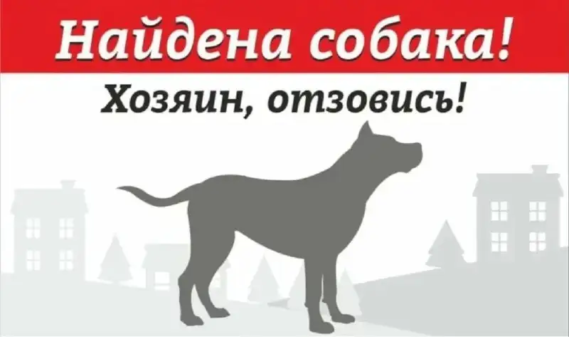 Найден пёс в Саратове - Животные в Саратов