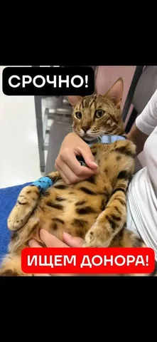 Срочно ищем донора для кота в Саратове - Кошки и собаки в Саратов