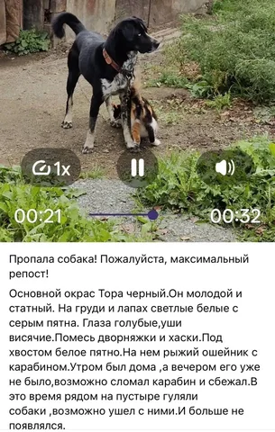 Потеряшки в Саратове - Кошки и собаки в Саратов