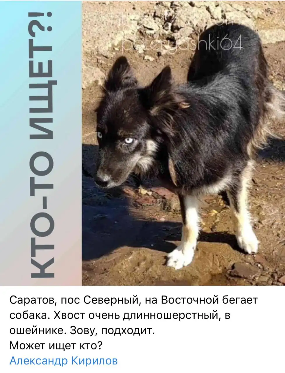 Потеряшка на севере Саратова - Животные в Саратов