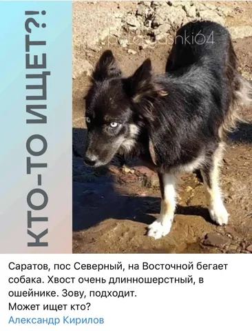 Потеряшка на севере Саратова - Кошки и собаки в Саратов
