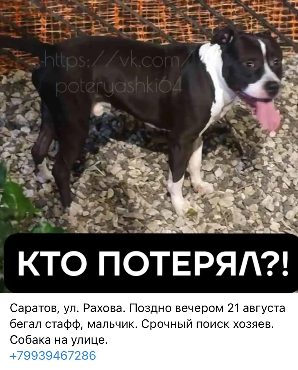 Потерялся стафф по кличке Грей, ищем хозяина - Собаки (Животные) в Саратов